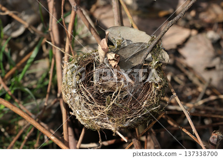 A round, elaborately constructed, used old nest of a Japanese white-eye, a wild bird endemic to Japan (outdoor field bird macro photography) A round, elaborately constructed, used old nest of a Japanese white-eye, a wild bird endemic to Japan (outdoor field bird macro photography) 137338700