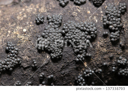 Black ascocarp colonies of the black antler mushroom (outdoor field fungi and mushroom macro photography) Black ascocarp colonies of the black antler mushroom (outdoor field fungi and mushroom macro photography) 137338703