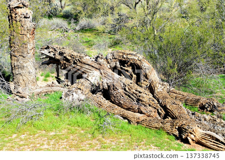 Old Saguaro Cactus Sonora desert Arizona 137338745
