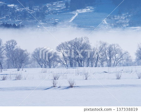 樹木覆滿霜白,矗立在千曲川的雪地上,晨霧繚繞。 樹木覆滿霜白,矗立在千曲川的雪地上,晨霧繚繞。 137338819