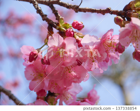 Kawazu cherry blossoms blooming against the blue sky Kawazu cherry blossoms blooming against the blue sky 137338854