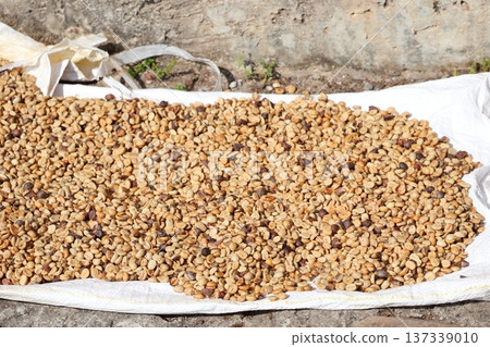 Close-up view of coffee beans drying on a mountain road in Pokhara, Nepal Close-up view of coffee beans drying on a mountain road in Pokhara, Nepal 137339010