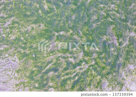 Sandy beaches and seaweed on the Boso Peninsula Sandy beaches and seaweed on the Boso Peninsula 137339394