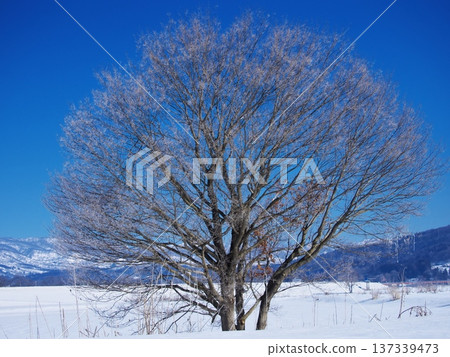 Trees covered in frost standing in the snowy fields of the Chikuma River 137339473