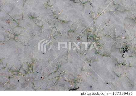 沙灘和少許草地 沙灘和少許草地 137339485