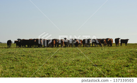 Countryside landscape with cows grazing, 137339503