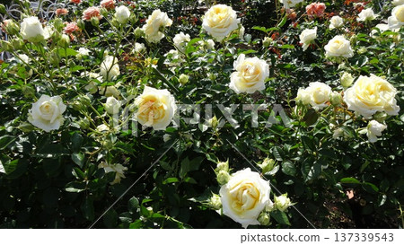 Yellow rose 137339543