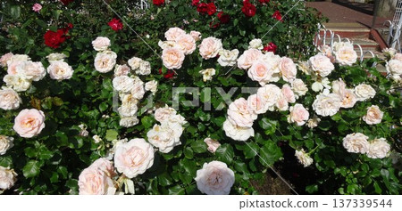淡粉色和紅色的玫瑰 137339544