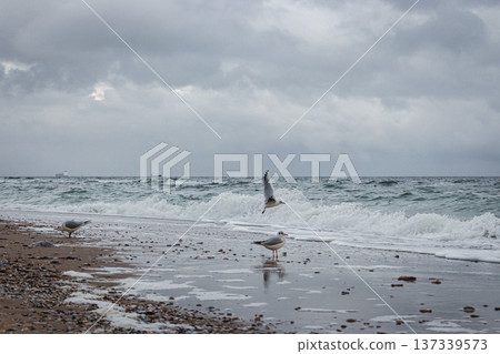 Seagull against storm on dramatic seascape. Wild birds concept. Seagulls on the seaside on bad weather day. Flying and freedom concept. Wildlife and seabirds background. Seascape background. Seagull against storm on dramatic seascape. Wild birds concept. Seagulls on the seaside on bad weather day. Flying and freedom concept. Wildlife and seabirds background. Seascape background. 137339573