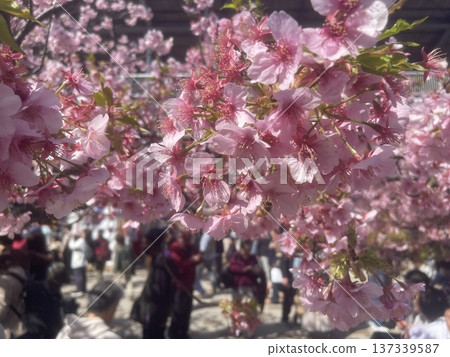 Cherry blossom branches. Delicate pink sakura flowers 137339587