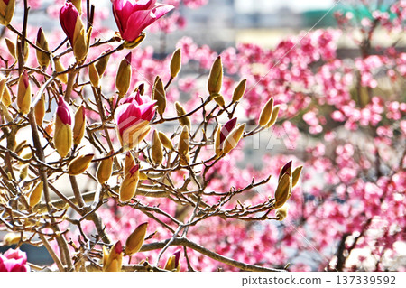 Magnolia flowers (spring, March) Magnolia flowers (spring, March) 137339592