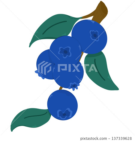 Blueberry Blueberry 137339628
