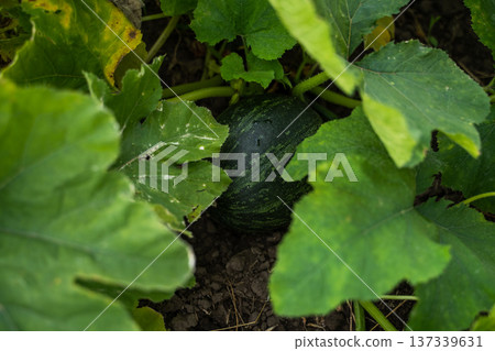 Developing young dark green pumpkin squash plant growing in fertile garden soil, surrounded by large vibrant green leaves, showcasing organic agriculture and healthy food production Developing young dark green pumpkin squash plant growing in fertile garden soil, surrounded by large vibrant green leaves, showcasing organic agriculture and healthy food production 137339631