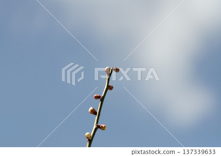 Plum buds against the blue sky and the arrival of spring Plum buds against the blue sky and the arrival of spring 137339633