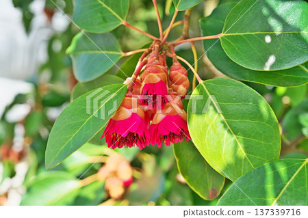 Red rhododendron flower (spring, March) Red rhododendron flower (spring, March) 137339716