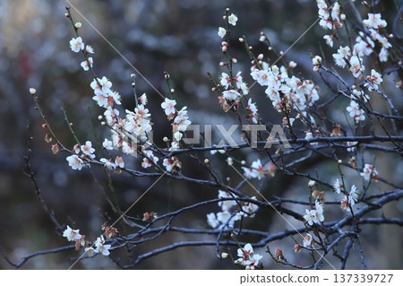 Plum blossoms from Yokohama Sankeien 137339727