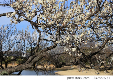 Plum blossoms from Yokohama Sankeien Plum blossoms from Yokohama Sankeien 137339747