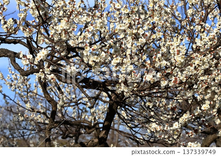 Plum blossoms from Yokohama Sankeien Plum blossoms from Yokohama Sankeien 137339749