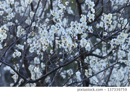 橫濱三溪的梅花 137339759