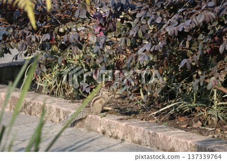Landscape of a wild squirrel on a stone pavement in front of a hedge in a park in Kathmandu, Nepal 137339764
