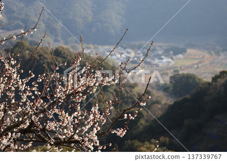 照片的拍攝重點是白色花瓣的梅樹枝,背景中的山脈和居民區則被虛化了。 照片的拍攝重點是白色花瓣的梅樹枝,背景中的山脈和居民區則被虛化了。 137339767