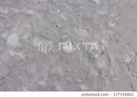 Texture and background of the sandy beach of the Boso Peninsula Texture and background of the sandy beach of the Boso Peninsula 137339801