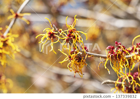 Yellow witch hazel flowers (spring, March) 137339832