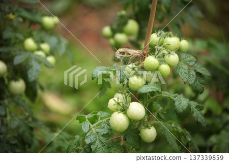 Cluster of unripe green tomatoes growing on garden plant tied to wooden stake with twine. Organic vegetable cultivation outdoors with fresh tomato fruits developing on vine in summer garden. Cluster of unripe green tomatoes growing on garden plant tied to wooden stake with twine. Organic vegetable cultivation outdoors with fresh tomato fruits developing on vine in summer garden. 137339859
