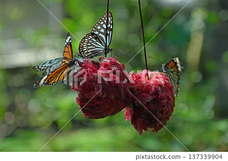Ryukyu Chestnut Butterfly and Black-striped Butterfly gather on a red nectar stand in a tropical greenhouse Ryukyu Chestnut Butterfly and Black-striped Butterfly gather on a red nectar stand in a tropical greenhouse 137339904