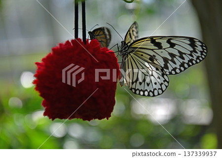 大型蝴蝶聚集在熱帶溫室的紅色蜜盤上休息。 137339937