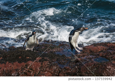 Rockhopper Penguin, Penguin Island,Puerto Deseado, Santa Cruz Province, Patagonia Argentina Rockhopper Penguin, Penguin Island,Puerto Deseado, Santa Cruz Province, Patagonia Argentina 137339942
