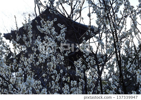 橫濱三溪的梅花 137339947