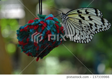 A black and white butterfly rests on a colorful nectar stand in a tropical greenhouse 137339966