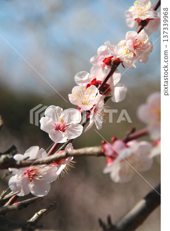 梅花盛開 137339968