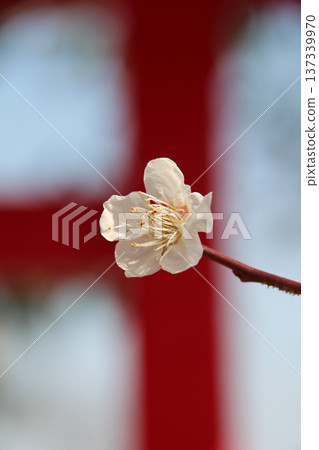一朵梅花 一朵梅花 137339970