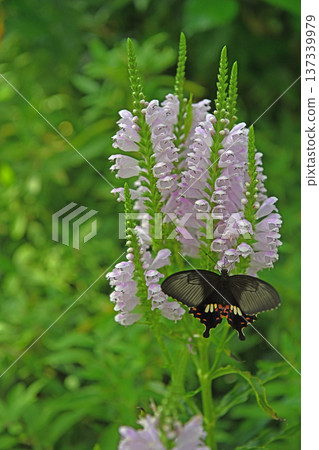 An elegant black swallowtail butterfly resting on a white loosestrife and sucking nectar An elegant black swallowtail butterfly resting on a white loosestrife and sucking nectar 137339979