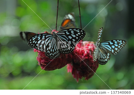 琉球栗蝶聚集在熱帶溫室的紅色花蜜架上，展開翅膀。 137340069