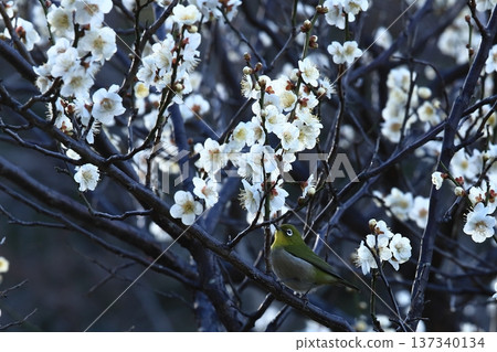 Plum blossoms and Japanese white-eyes at Sankeien Garden in Yokohama Plum blossoms and Japanese white-eyes at Sankeien Garden in Yokohama 137340134