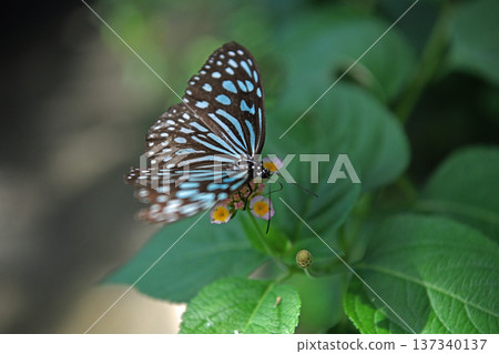 A light blue-spotted Ryukyu swallowtail butterfly resting on a small lantana flower and sucking nectar A light blue-spotted Ryukyu swallowtail butterfly resting on a small lantana flower and sucking nectar 137340137