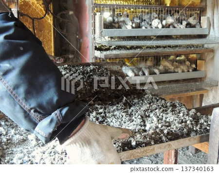 A poultry farm worker carries a heavy metal tray containing a large amount of bird droppings out of a barn against the backdrop of multi-tiered quail cages with artificial lighting, collecting organic 137340163