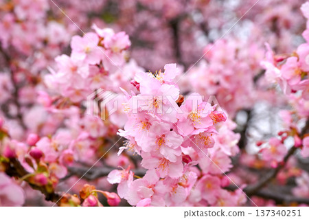 Sakurasaku 137340251