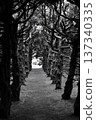 Tree tunnel in the park (monochrome) 137340335