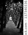 Tree tunnel in the park (monochrome) 137340336