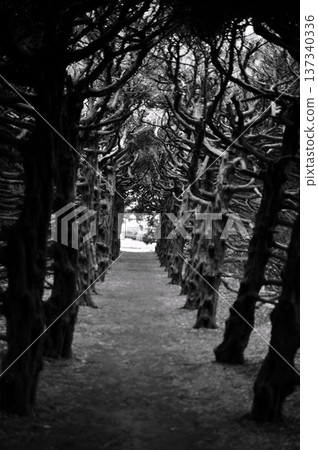 Tree tunnel in the park (monochrome) Tree tunnel in the park (monochrome) 137340336
