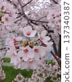 櫻桃樹 137340387