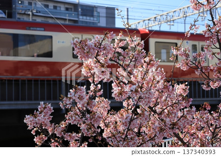 Kawazu cherry blossoms along the line 137340393