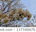 櫻桃樹 137340476