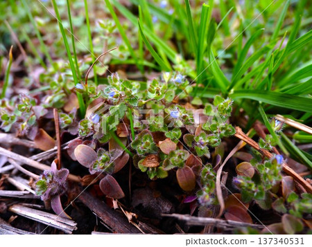 Small blue flowers of the Japanese quince blooming on the banks of the Arakawa River in spring Small blue flowers of the Japanese quince blooming on the banks of the Arakawa River in spring 137340531