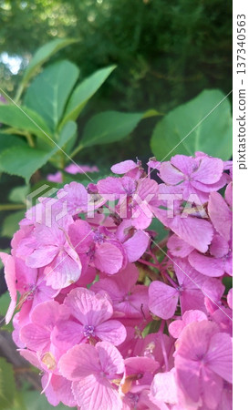 繡球花在雨中濕 137340563