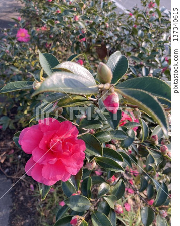 Camellia flowers have bloomed 137340615